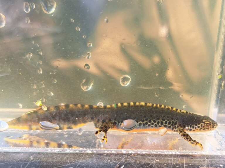 Reptielen en Amfibieën monitoren