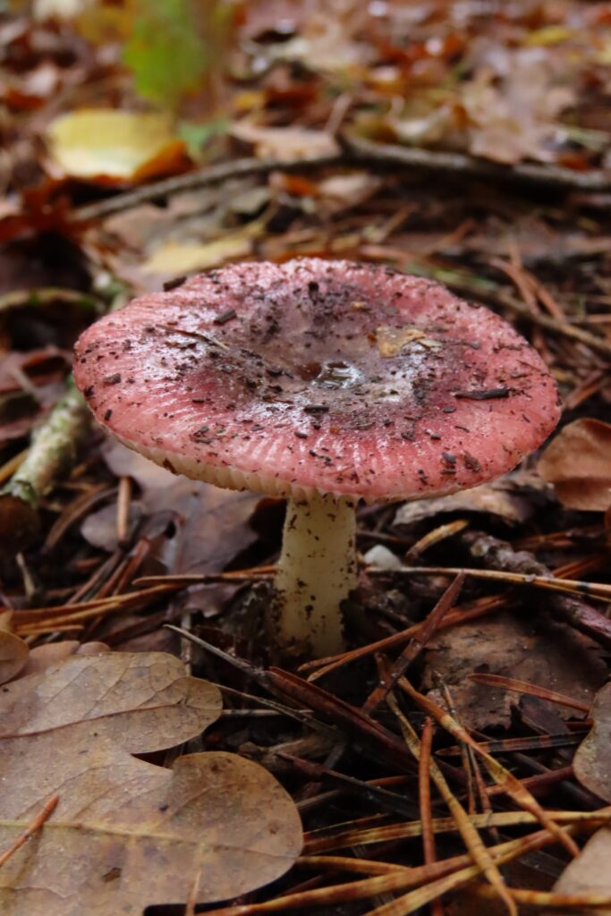 Russula
