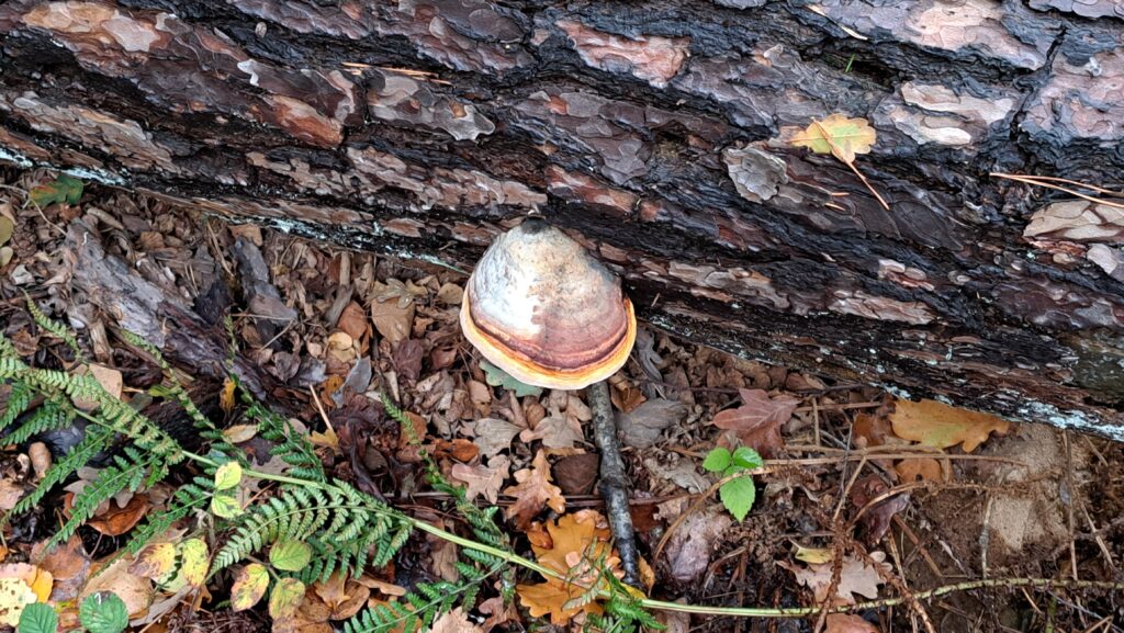 Roodgerande houtzwam