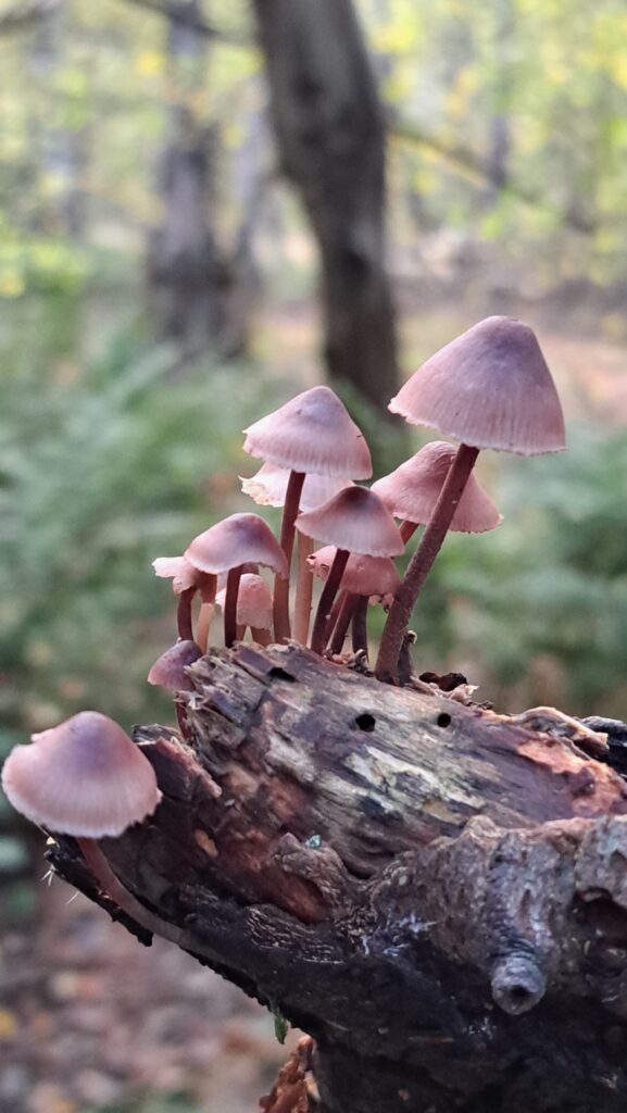 Grote bloedsteelmycena