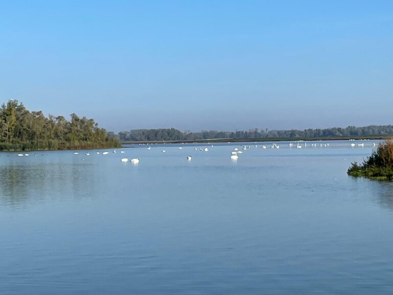 250928 - Biesbosch 01 - Meer met Knobbelzwanen