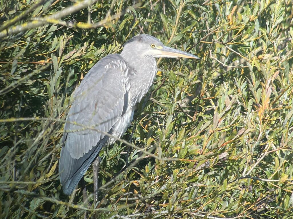 250928 - Biesbosch 03 - Blauwe reiger