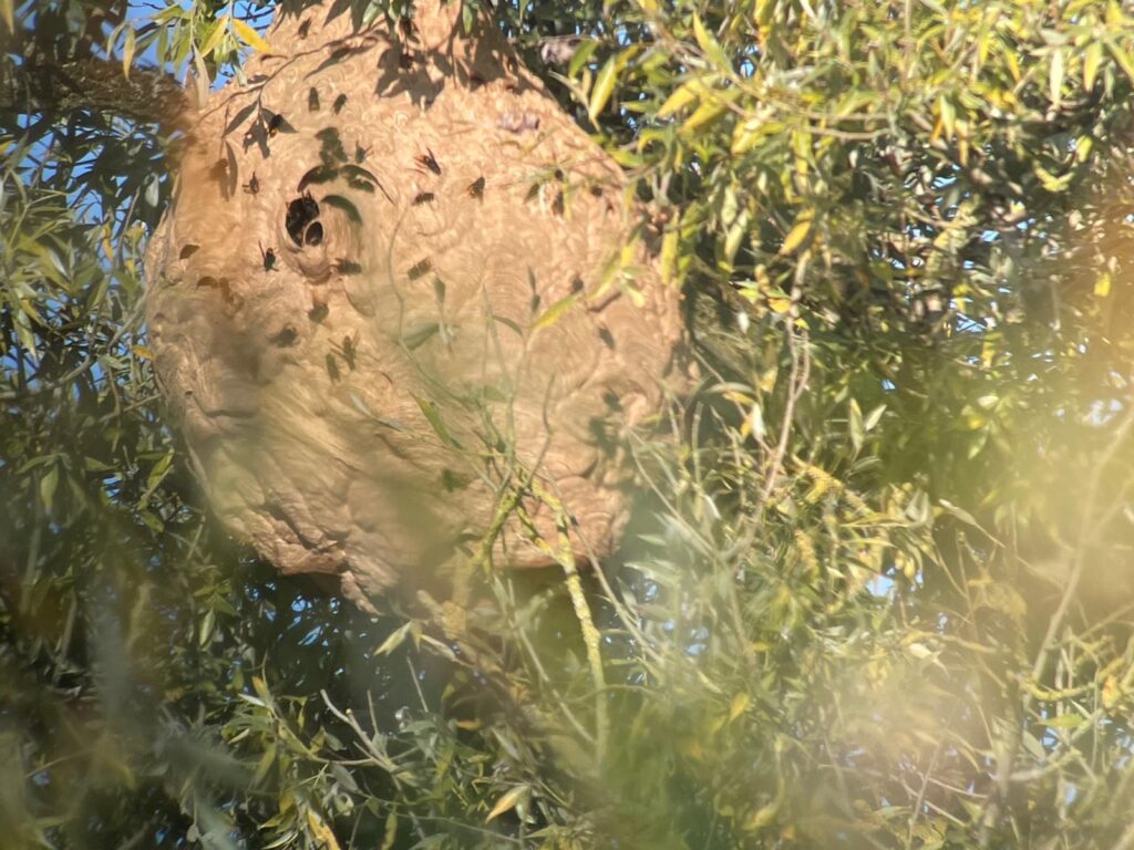 250928 - Biesbosch 04 - Nest Aziatische hoornaar
