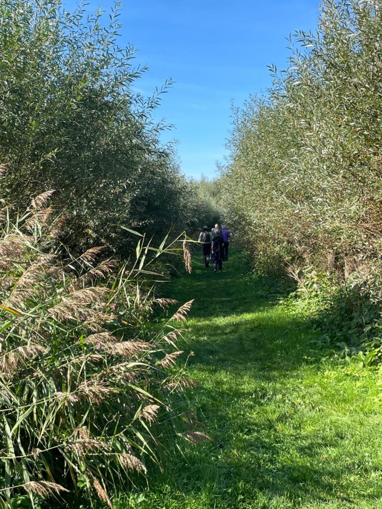250928 - Biesbosch 05 - tussen de wilgen
