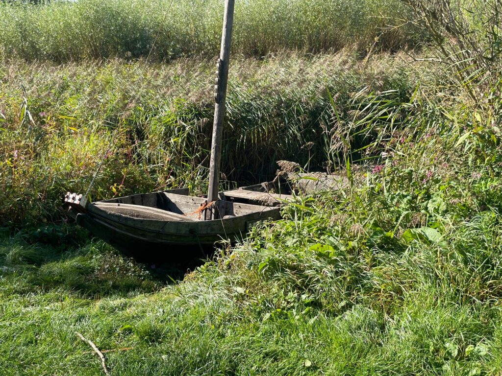 250928 - Biesbosch 06 - In het riet