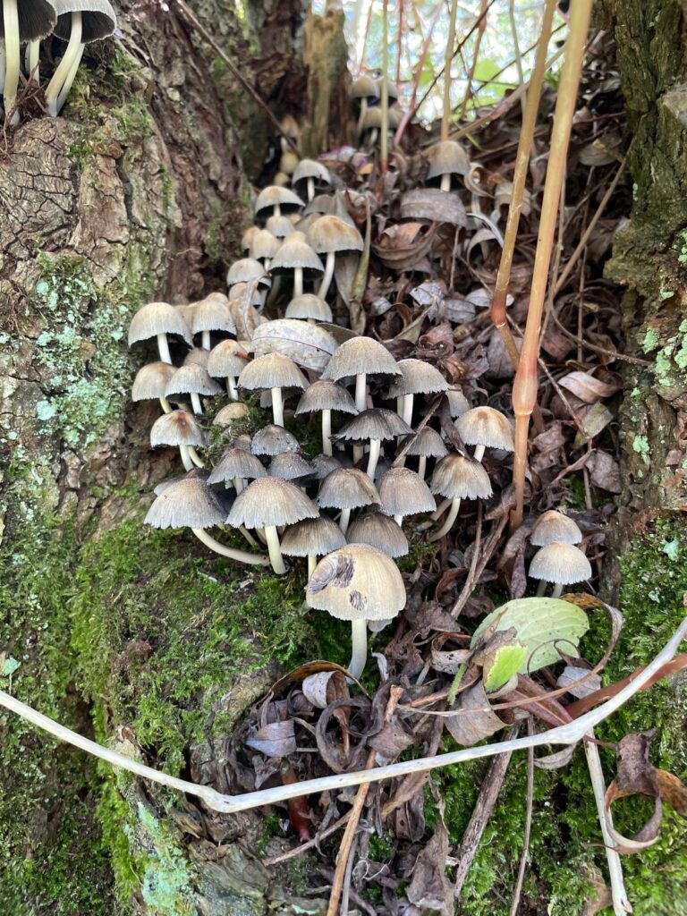 250928 - Biesbosch 08 - Zwerminktzwam in wilg