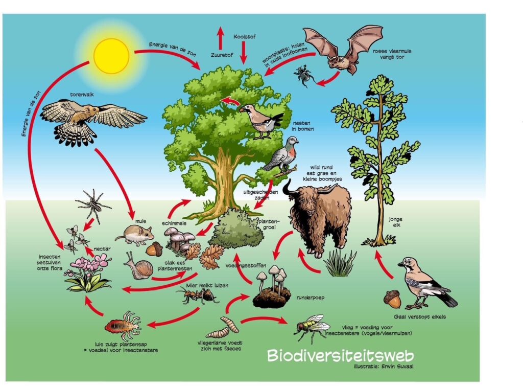 251005 Poster BiodiversiteitsWeb