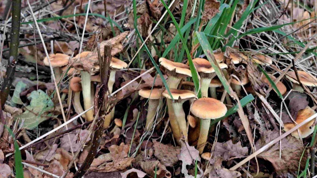 251012 02 Halsche Beemden - Gewone Zwavelkop