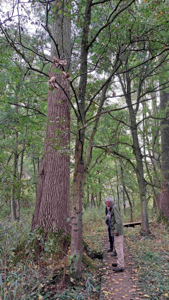 251012 03 Halsche Beemden - Populier