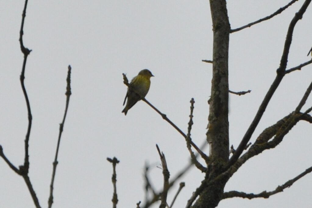 251012 05 Halsche Beemden - Sijs