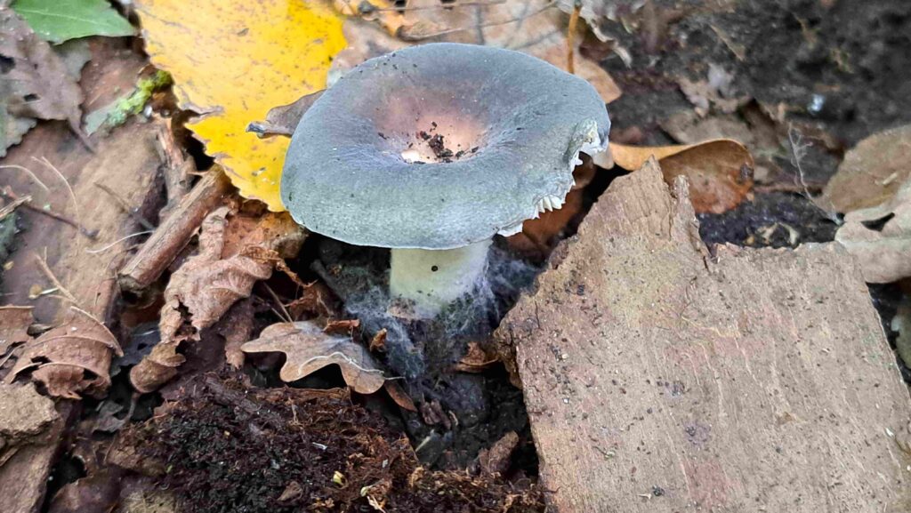 251012 08 Halsche Beemden - Gerijpte russula