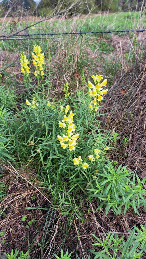 251012 09 Halsche Beemden - Vlasbekje