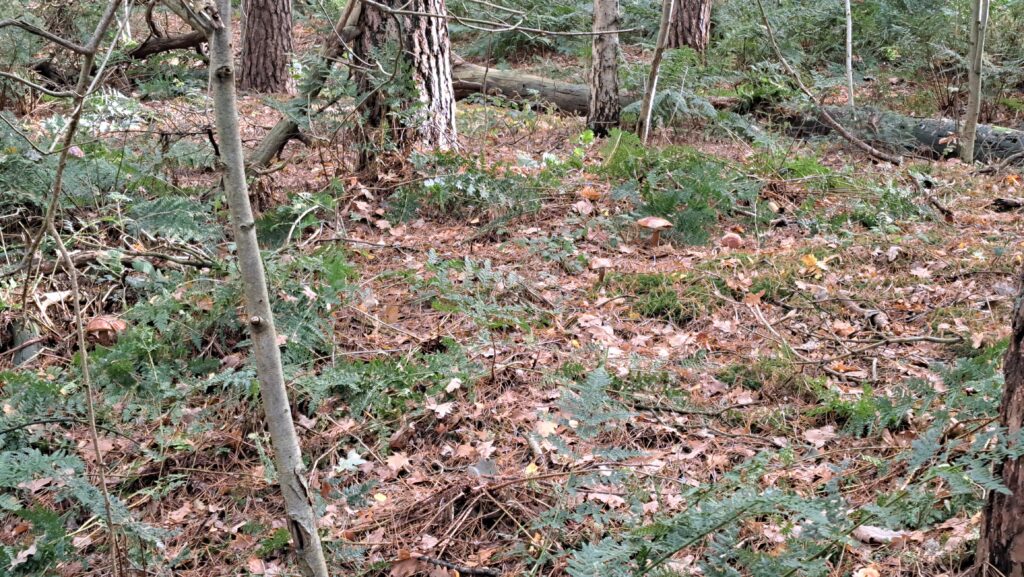 Paddenstoelen zoekplaatje
