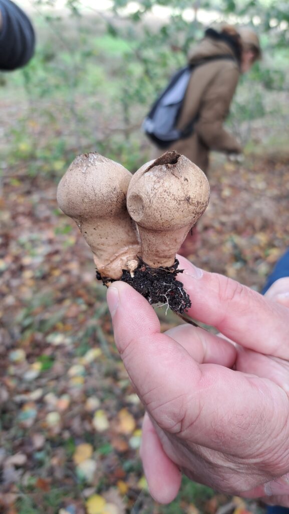 Peervormige stuifzwam