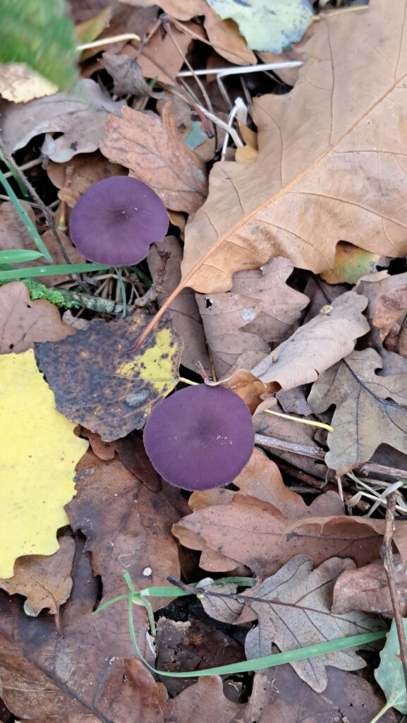 Rodekoolzwam (Amethistzwam)