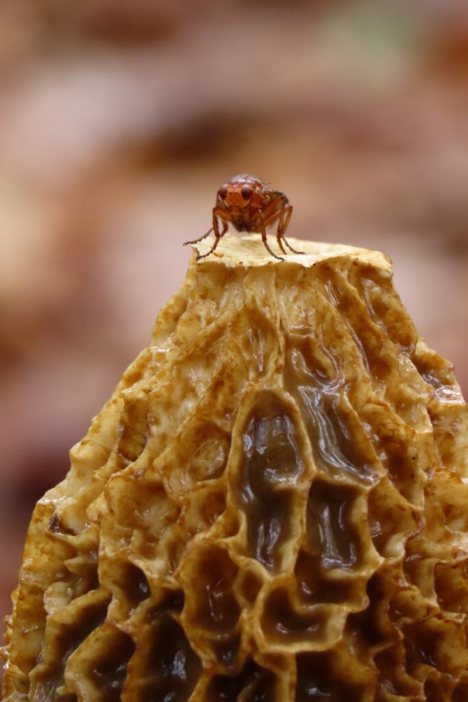 Vlieg op grote stinkzwam