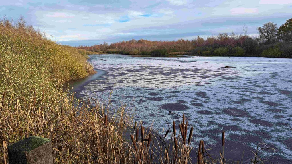 251123 Groote Peel - Bevroren plas (Wilde eend en Wintertaling)