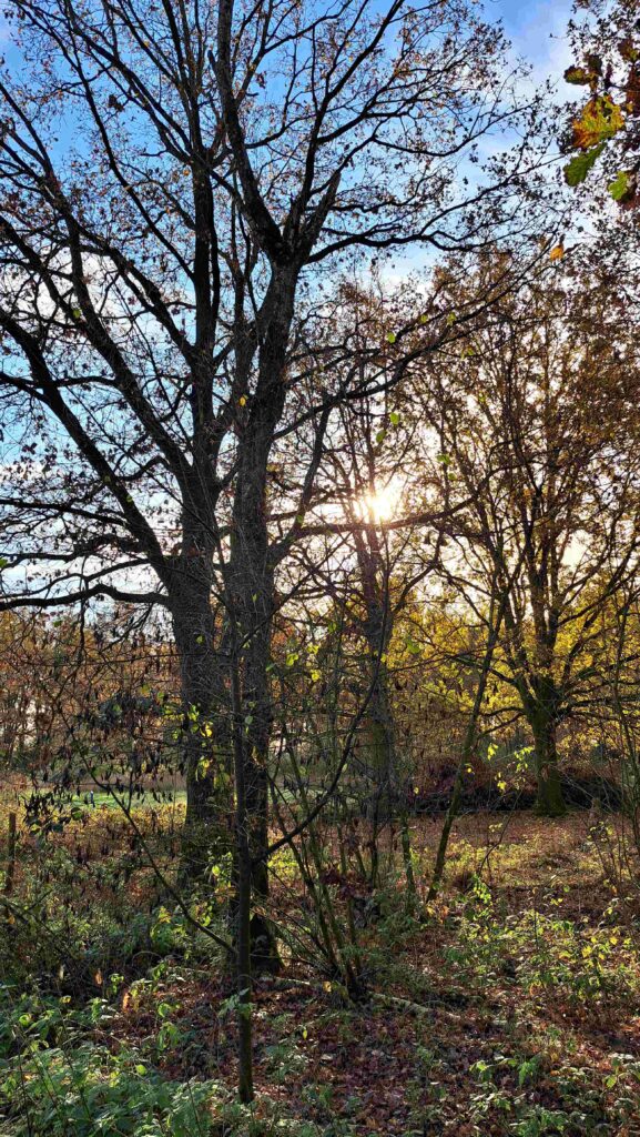 251123 Groote Peel - Prachtige zon door bomen onder blauwe lucht