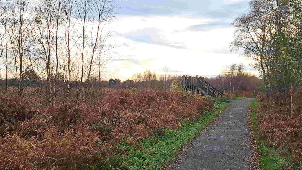 251123 Groote Peel - Een van de uitkijkpunten