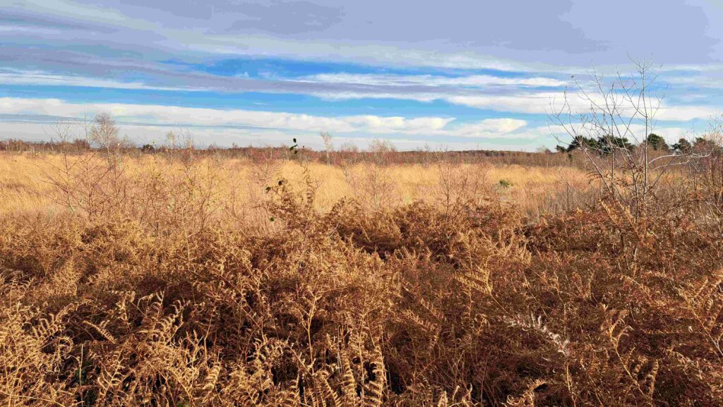 251123 Groote Peel - Prachtig landschap