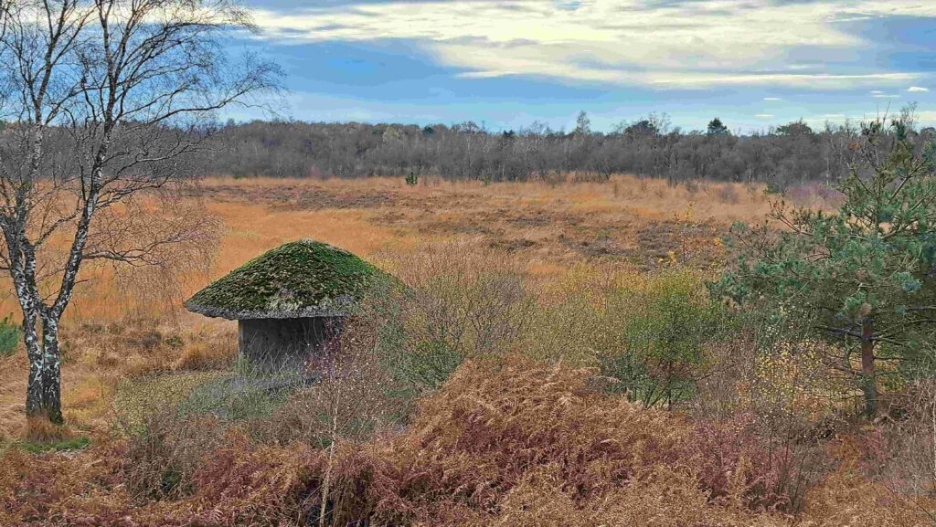 251123 Groote Peel - Prachtig landschap met schuilhut