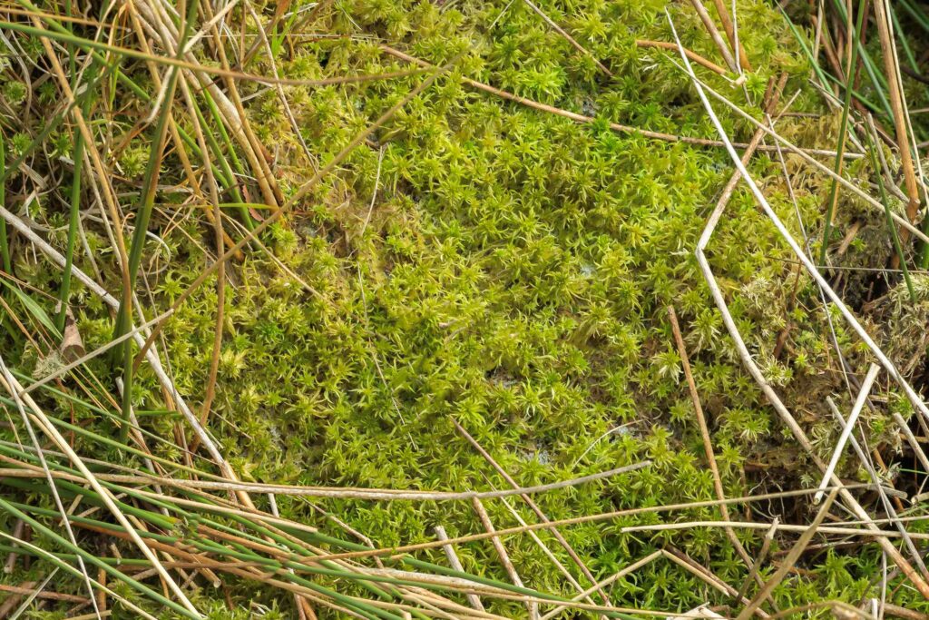 251123 Groote Peel - Veenmos in De Peel