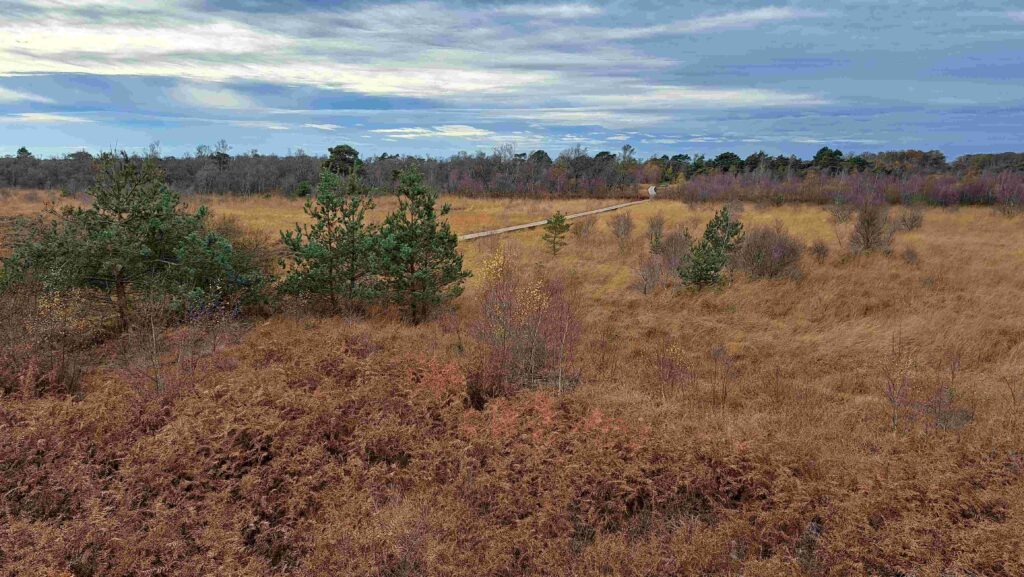 251123 Groote Peel - Prachtig landschap met vlonderpaden