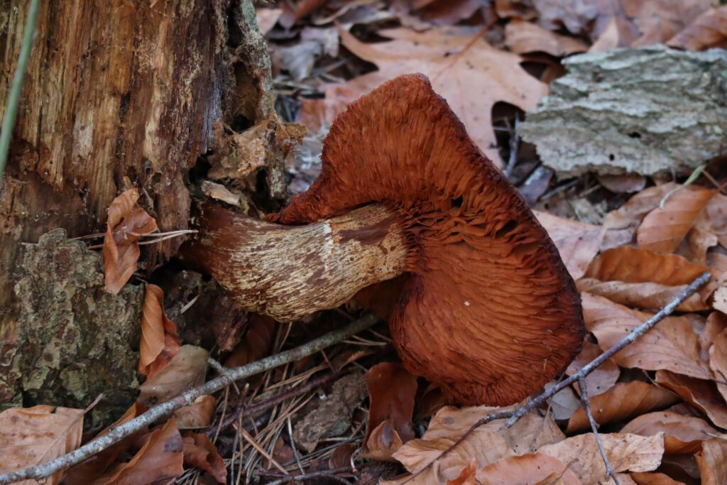 02 Buisse Heide 28122025