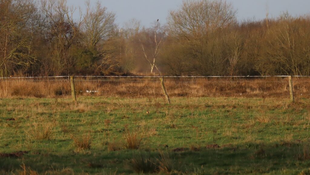 03 Buisse Heide 28122025