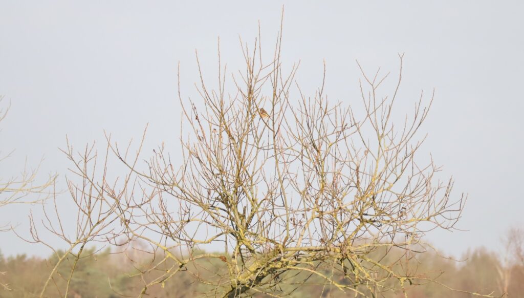 08 Buisse Heide 28122025