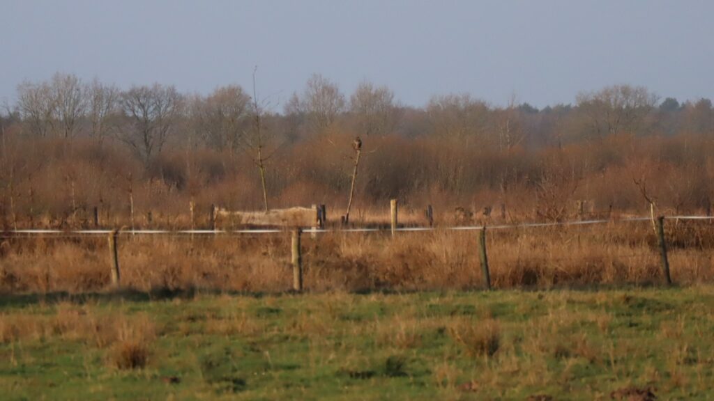 09 Buisse Heide 28122025