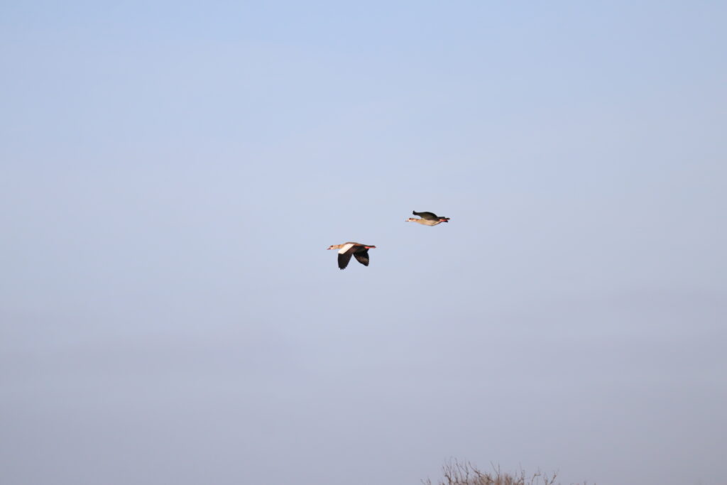 10 Buisse Heide 28122025