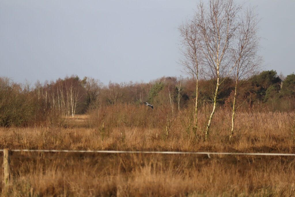 12 Buisse Heide 28122025