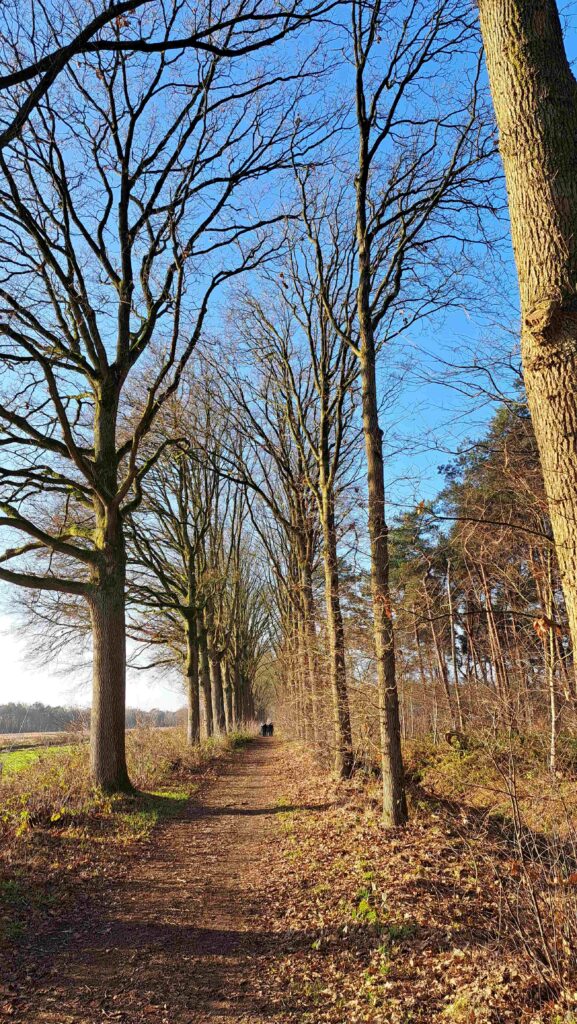 13 Buisse Heide 28122025