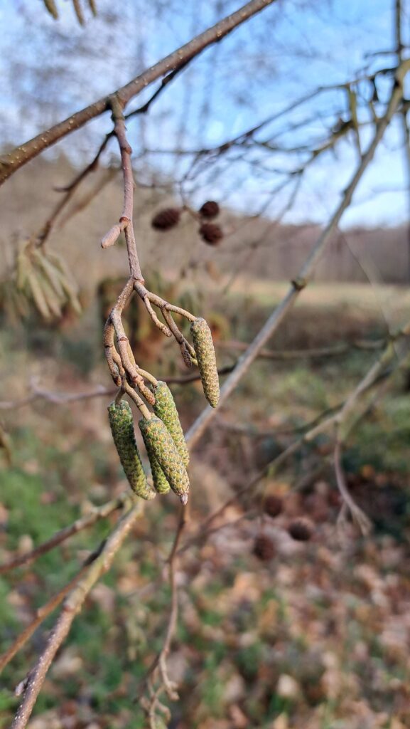 14 Buisse Heide 28122025