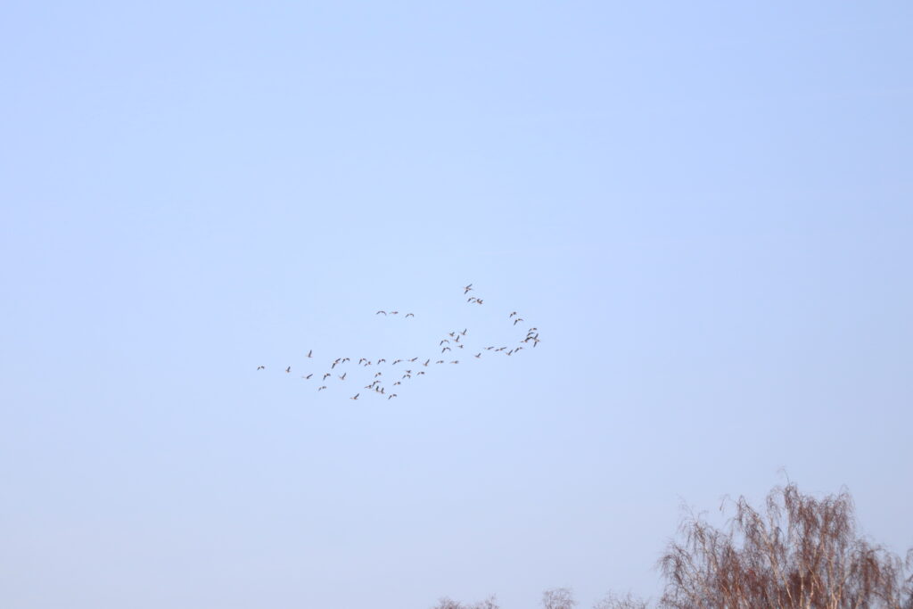 15 Buisse Heide 28122025