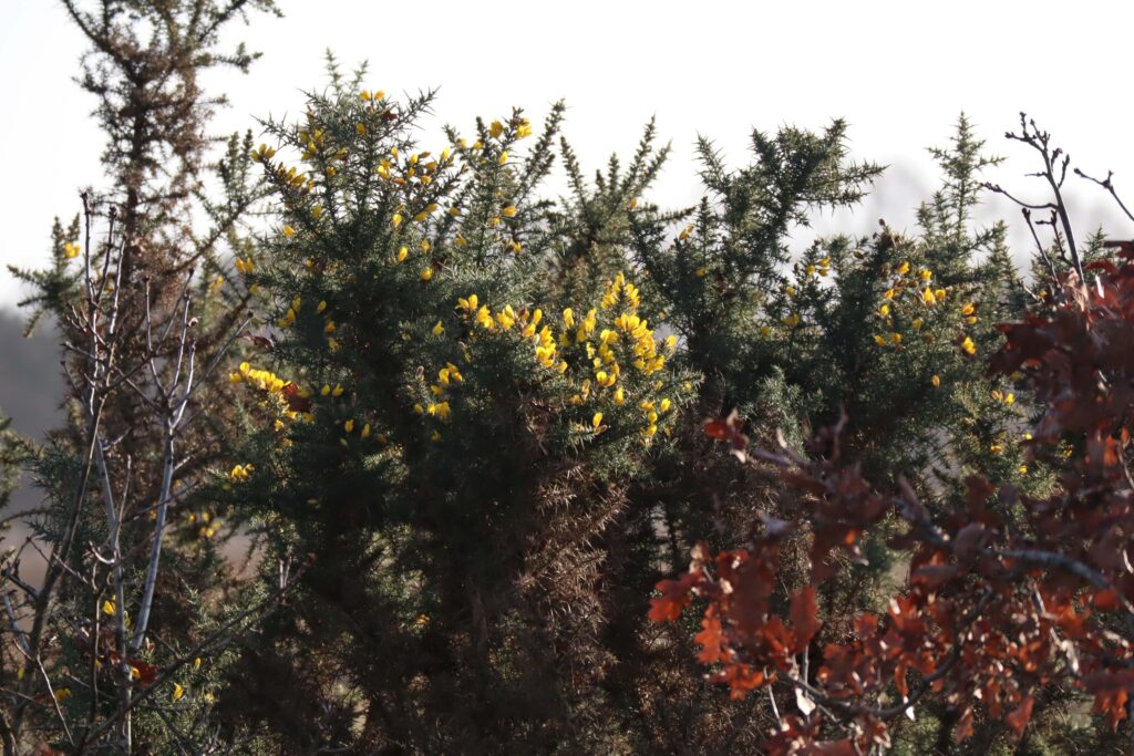 16 Buisse Heide 28122025