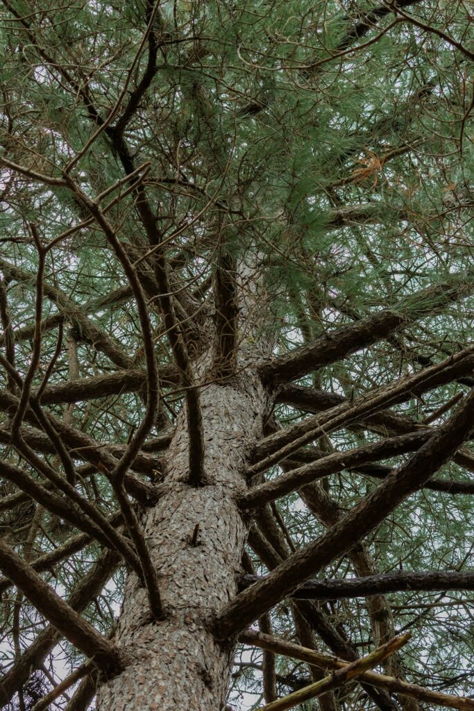 251207 Vloeiweide - Pinus nigra