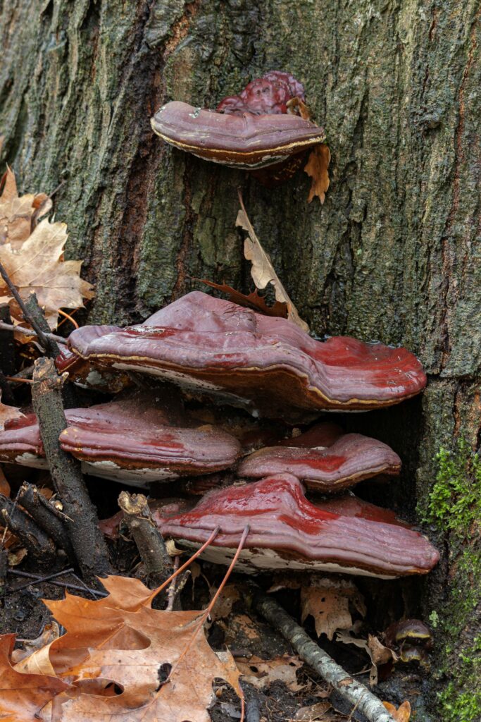 251207 Vloeiweide - Halslakzwam