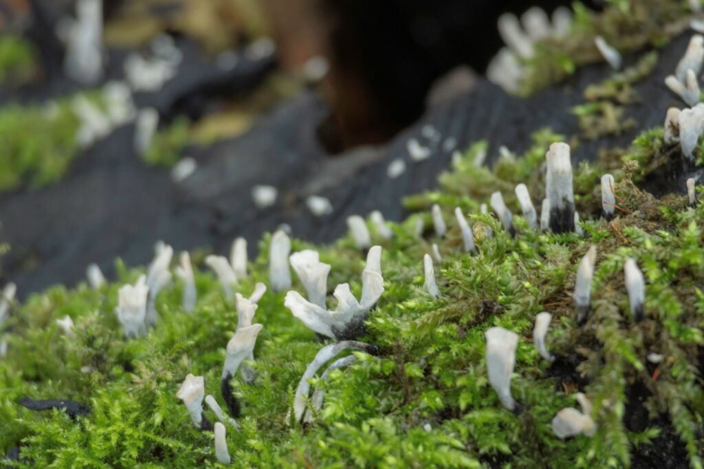 251207 Vloeiweide - Geweizwam