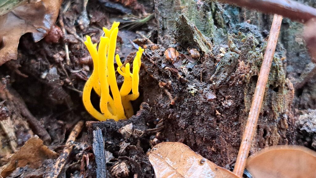 251207 Vloeiweide - Kleverige koraalzwam