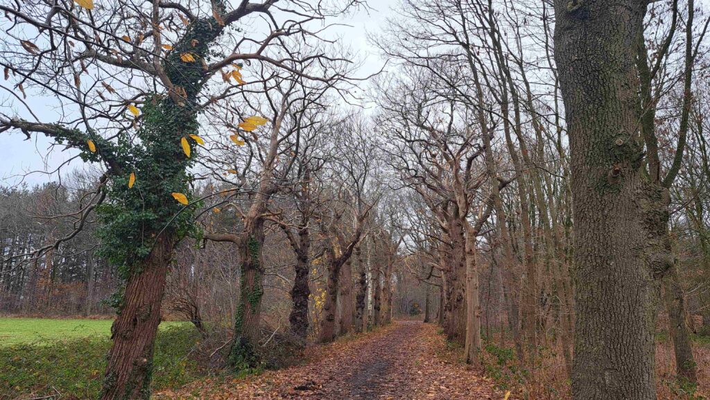 251207 Vloeiweide - Bomenrij