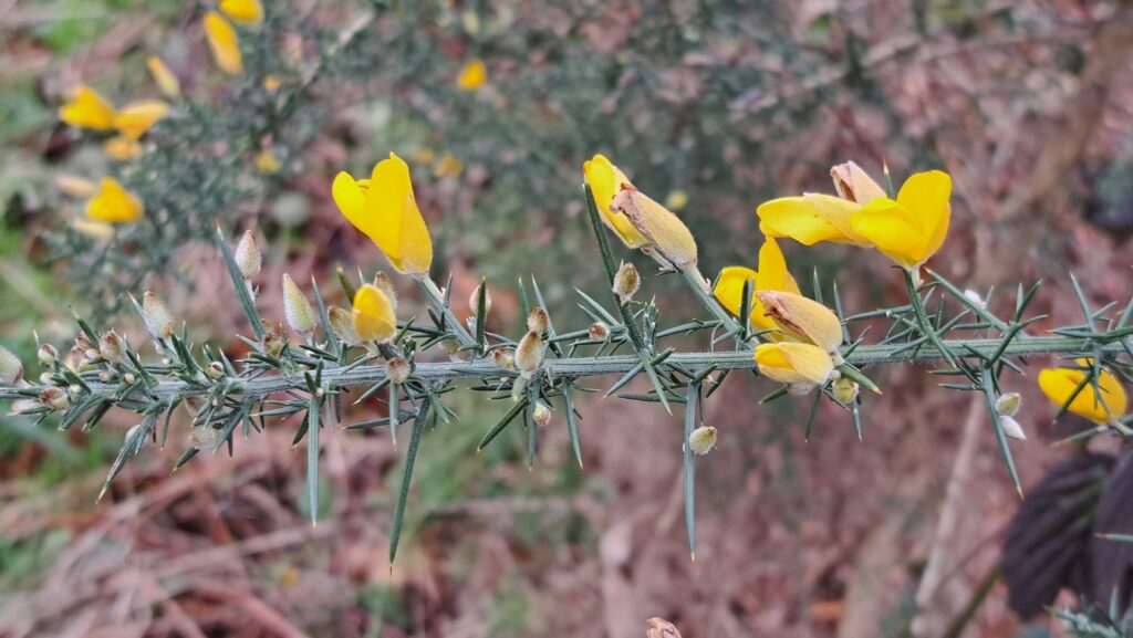 251207 Vloeiweide - Gaspeldoorn