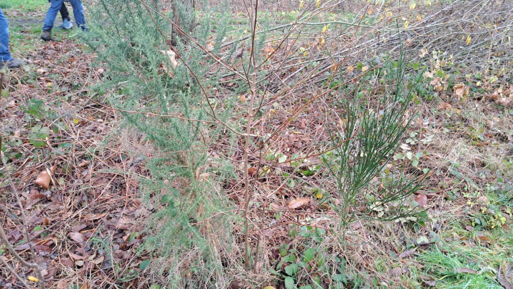 251207 Vloeiweide - Gaspeldoorn (L) en Brem (R)