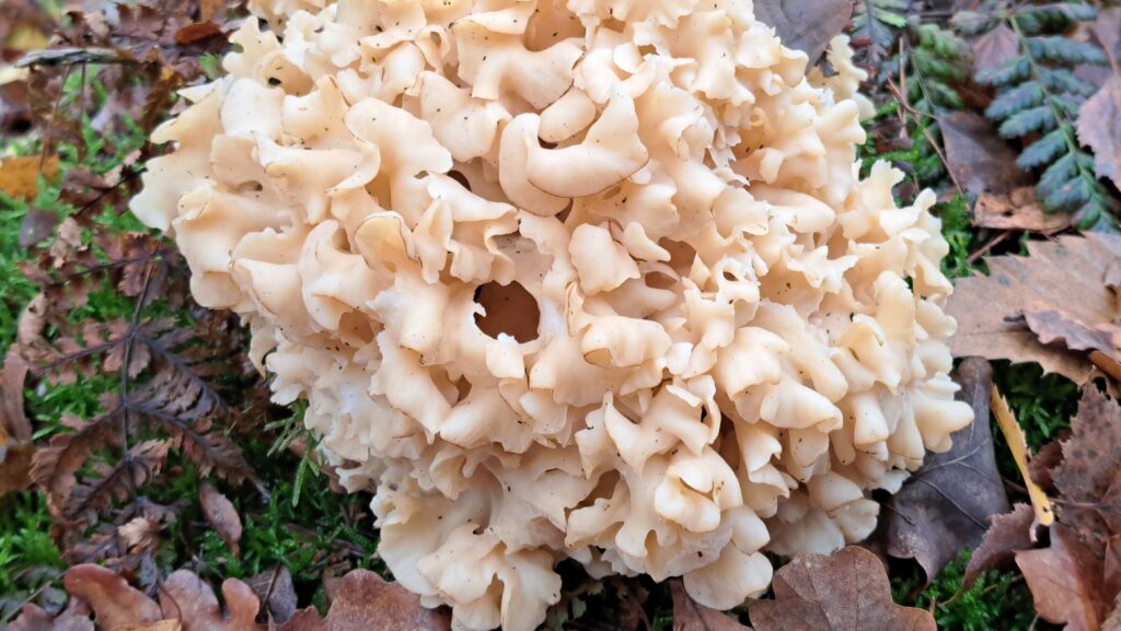 251207 Vloeiweide - Grote sponszwam