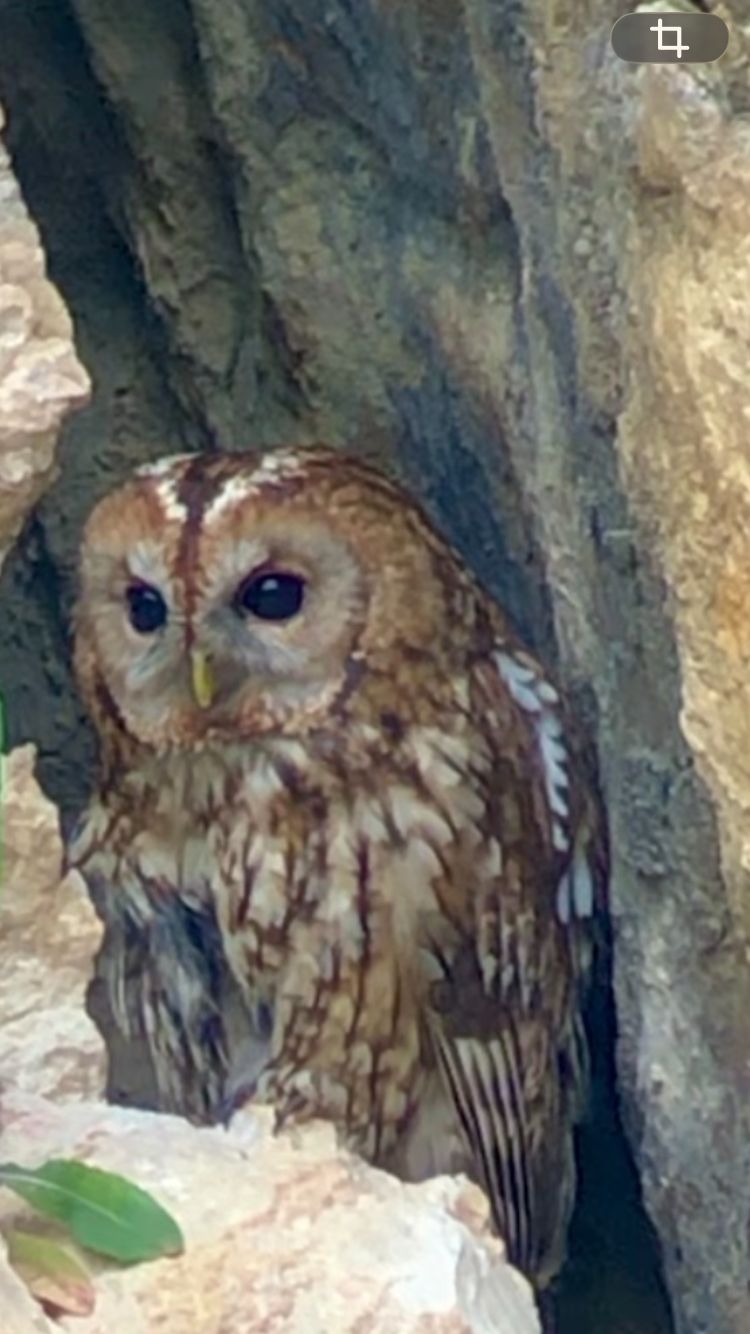 260114 Bosuil (Frans)