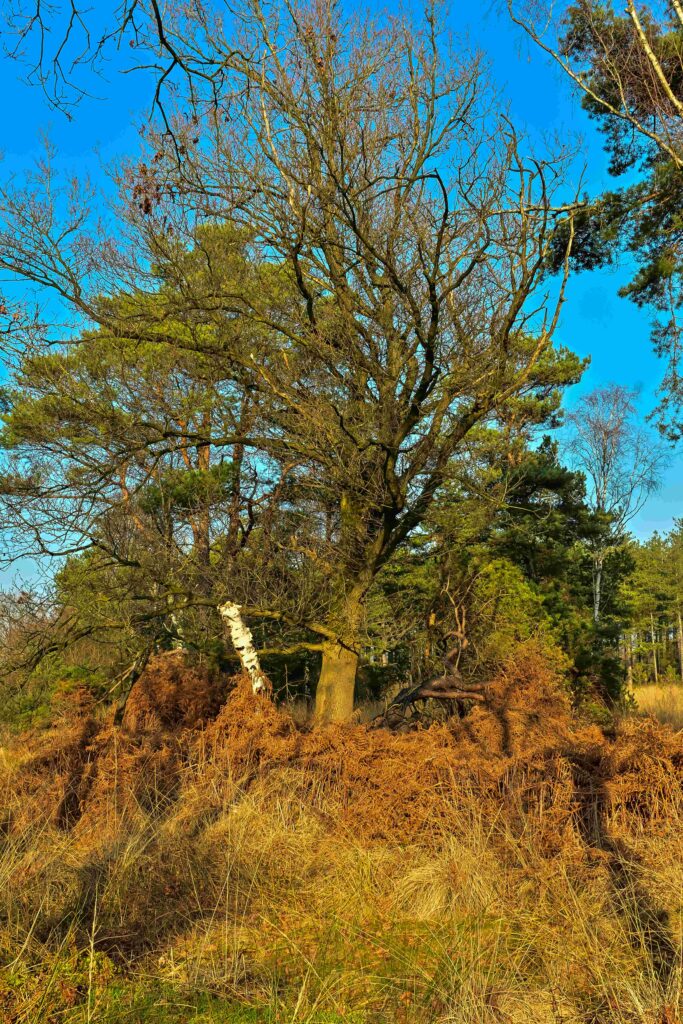 Stephen - Winterwandeling - 20260125-DSC_5263