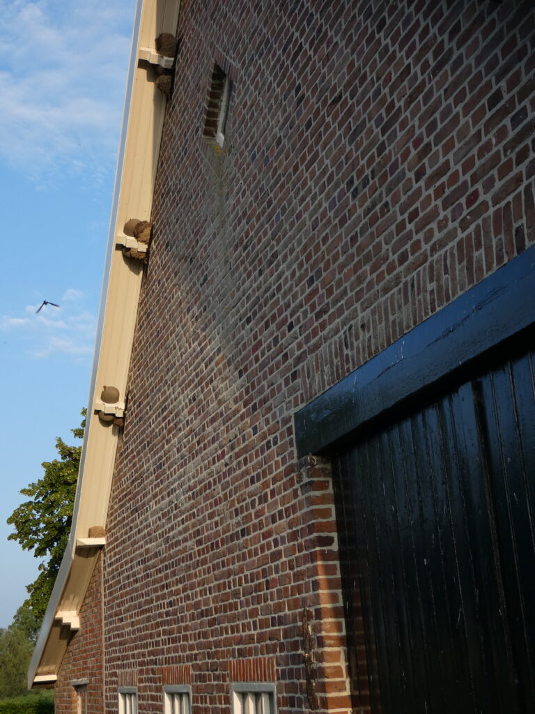 260202 Foto Huiszwaluwnesten 01