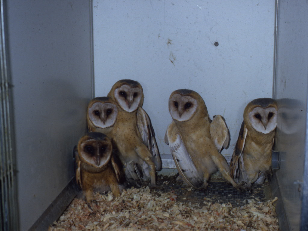 Nest kerkuilen (onbekend) 307-5