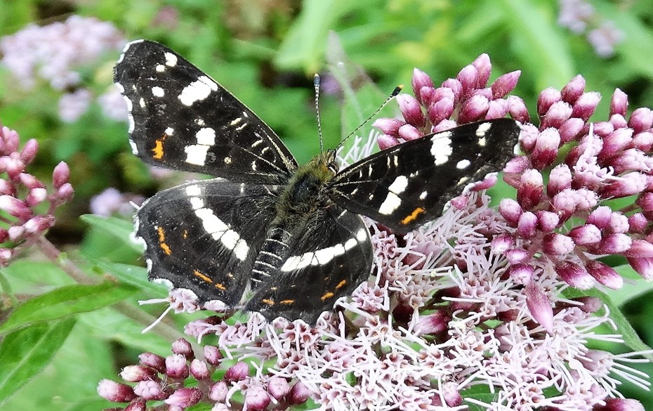 260225 Landkaartje - Ad van Gastel